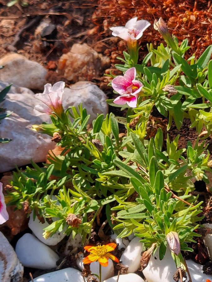 Villa Sommerzauber Apartman 1 Mali Lošinj Eksteriør bilde